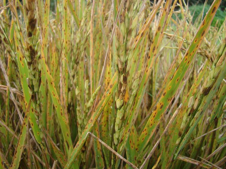 Helminthosporium en arroz, Helminthosporium oryzae arroz. Helminthosporium oryzae taxonómia.